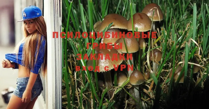 сколько стоит  Мглин  Галлюциногенные грибы Psilocybe 